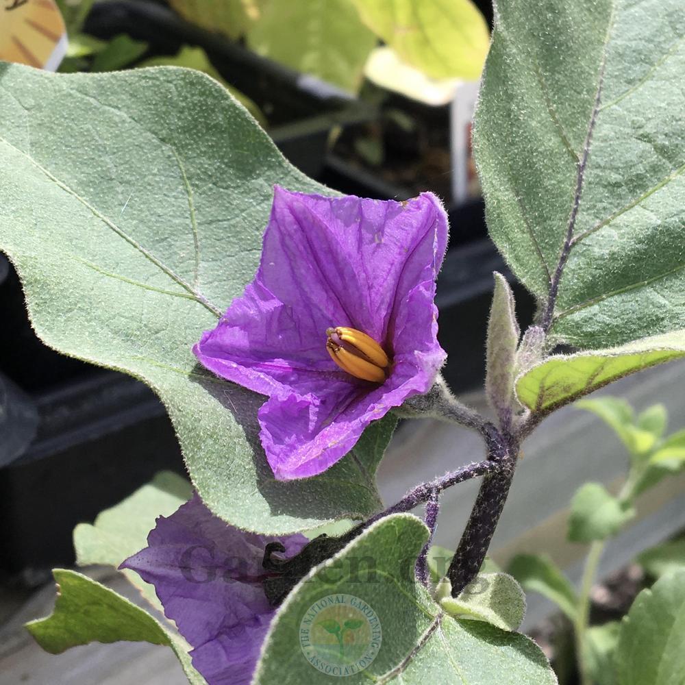 Eggplant (Solanum melongena 'Patio Baby') in the Eggplants Database