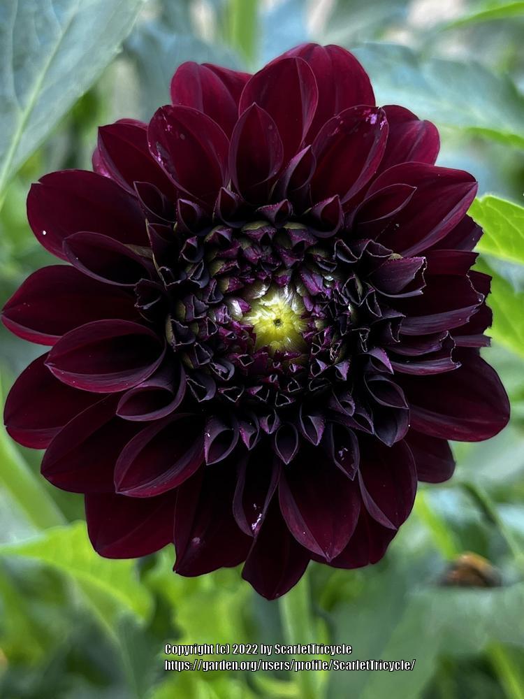 Photo of the bloom of Dahlia 'Shadow Cat' posted by ScarletTricycle