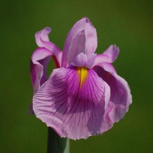 Japanese Iris (Iris ensata 'Rose Queen') in the Irises Database