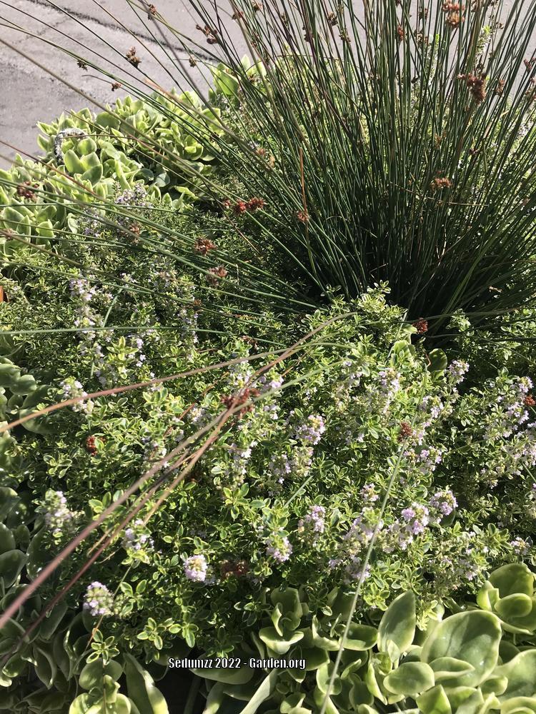 Photo of the entire plant of Variegated Lemon Thyme (Thymus x