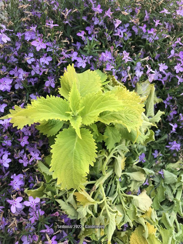 Photo of the entire plant of Coleus (Coleus scutellarioides Wasabi