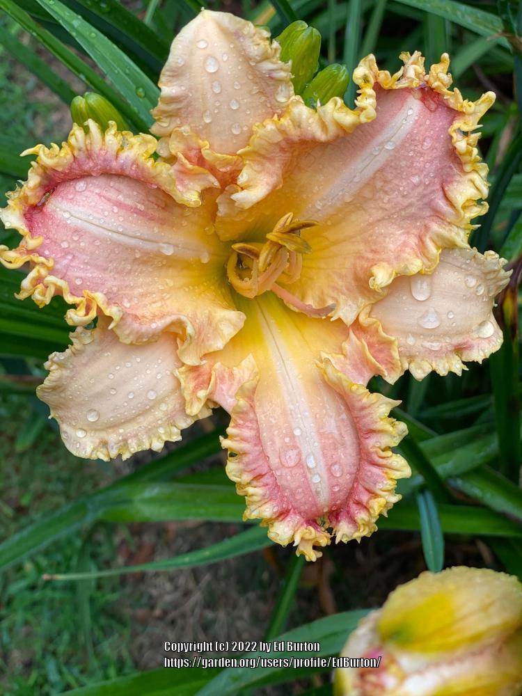 Daylily (Hemerocallis 'Sweet Pibble Kisses') in the Daylilies Database ...