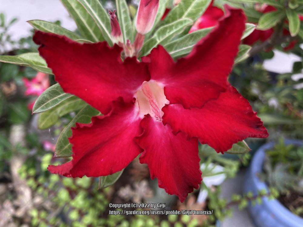 Desert Rose (Adenium obesum 'Joker') in the Adeniums Database