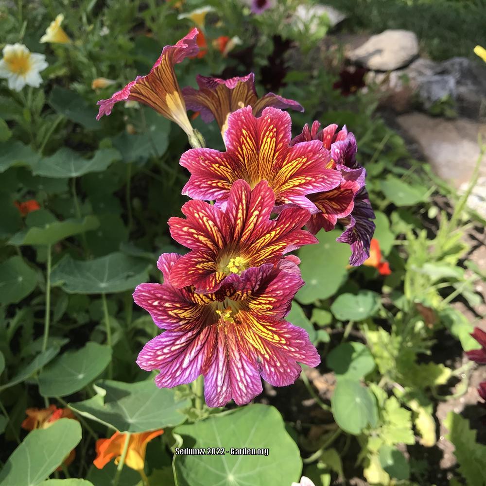 Photo of the bloom of Painted Tongue (Salpiglossis sinuata 'Royale