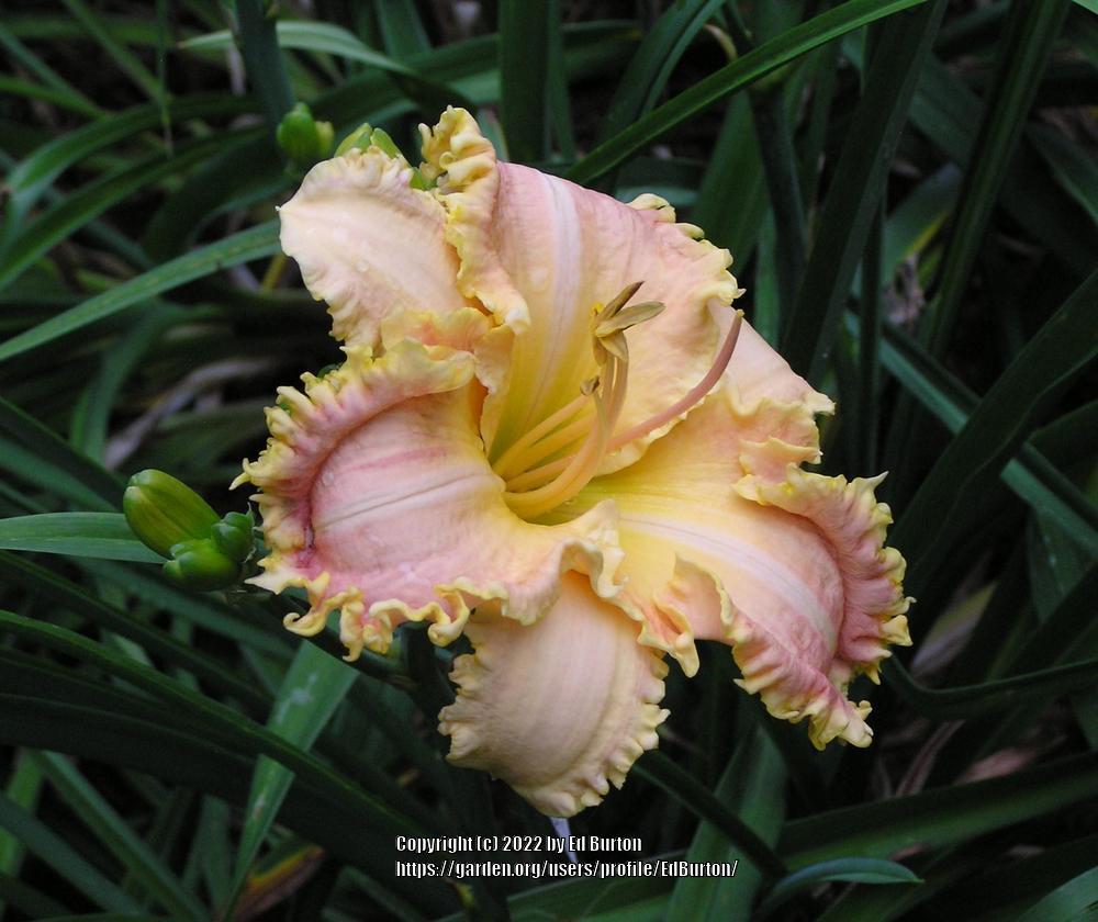 Photo of the bloom of Daylily (Hemerocallis 'Sweet Pibble Kisses ...