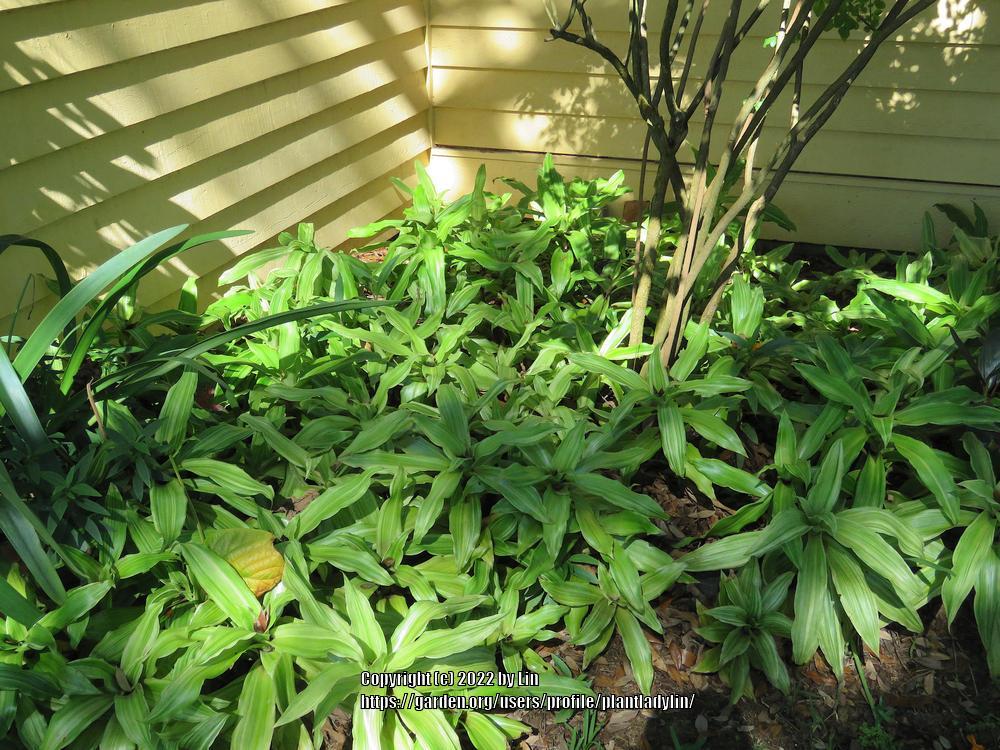 Photo of the entire plant of Variegated Basket Plant (Callisia fragrans