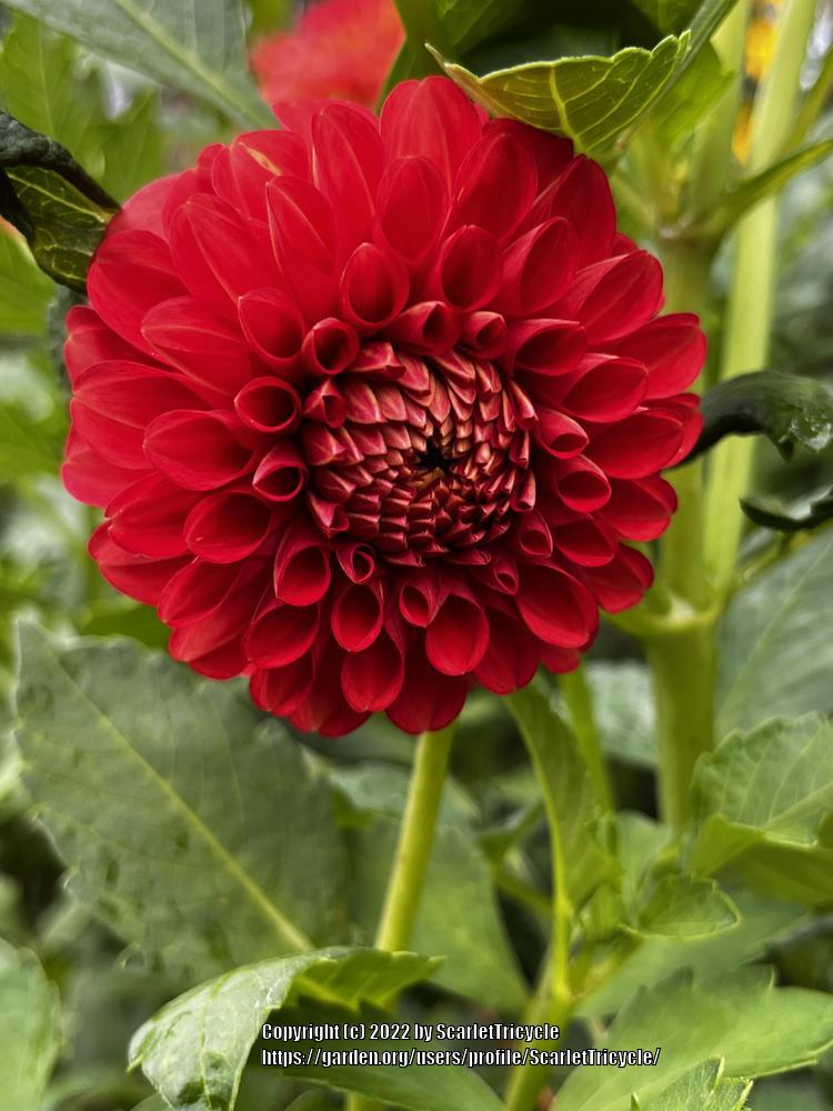 Dahlia ‘Audrey Grace’ in the Dahlias Database - Garden.org