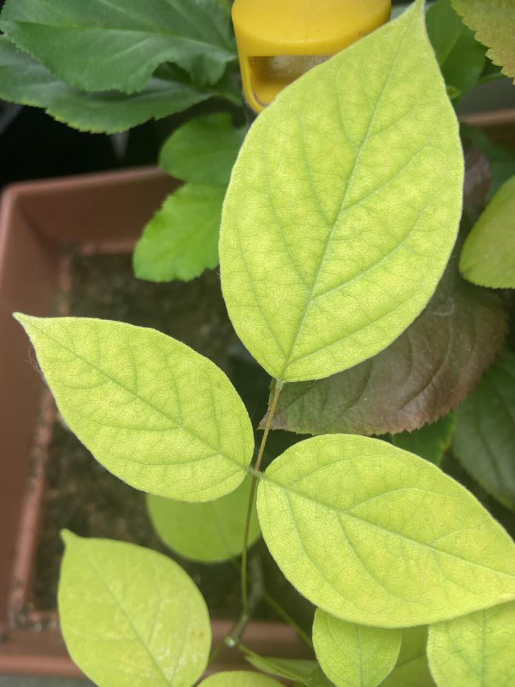 Wisteria Leaves Yellowing Indoors under Grow Lights in the Ask a