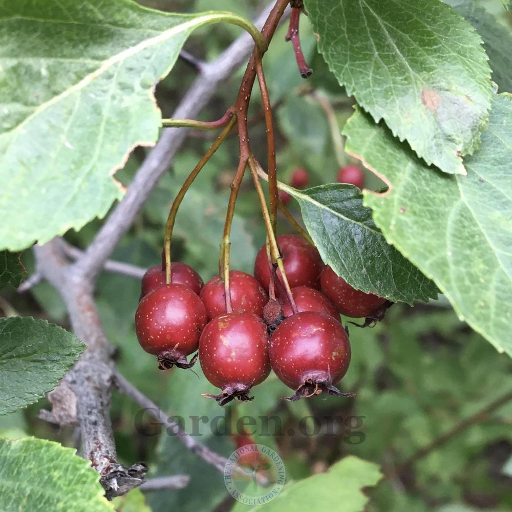 River Hawthorn (Crataegus rivularis)