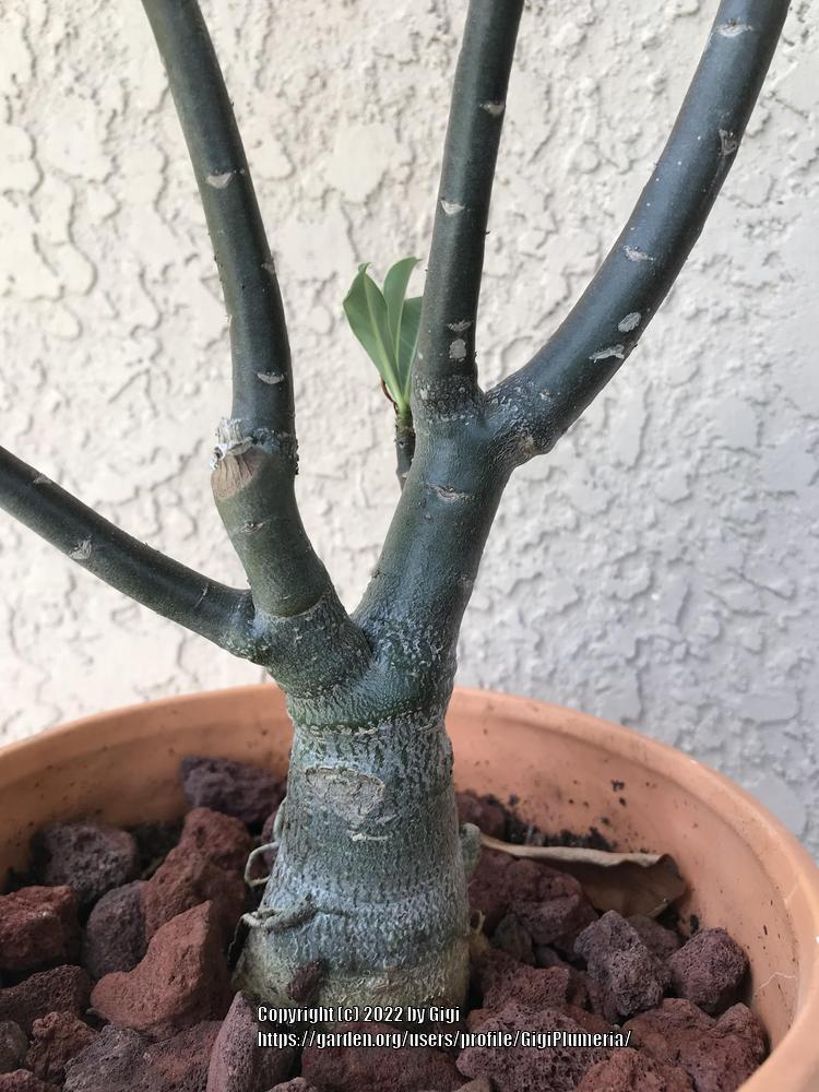Photo of the stem, scape, stalk or bark of Desert Rose (Adenium obesum ...