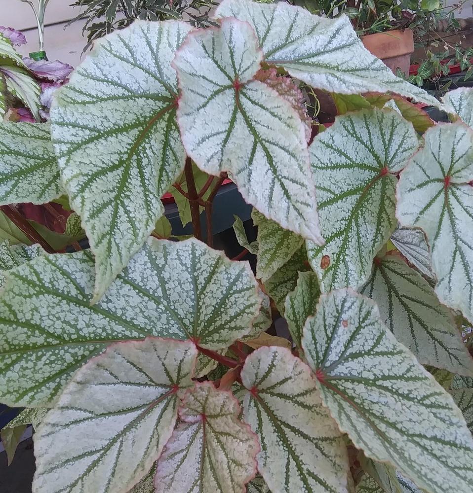 Photo of the leaves of Begonia 'Frosty' posted by purpleinopp