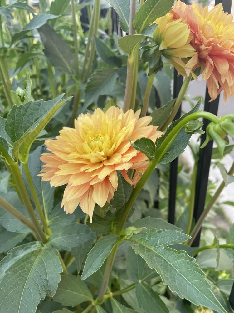 Dahlia &lsquo;Candlelight&rsquo; in the Dahlias Database - Garden.org