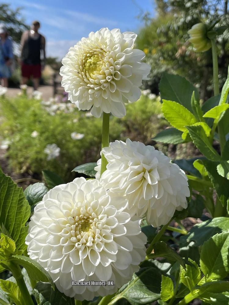 Photo of the bloom of Dahlia &lsquo;L&rsquo;Ancresse&rsquo; posted by RachaelHunter