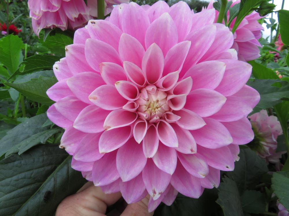 Dahlia 'Devon Seattle' in the Dahlias Database