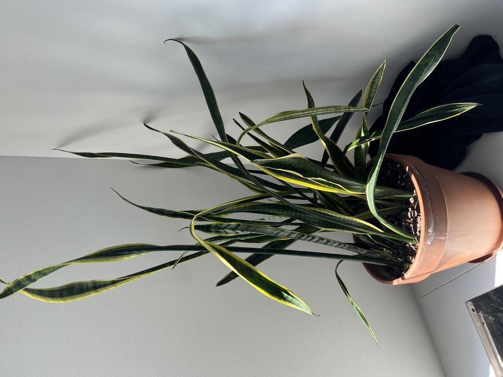 Snake plant dying rotting or too dry? [see picture] in the Ask a