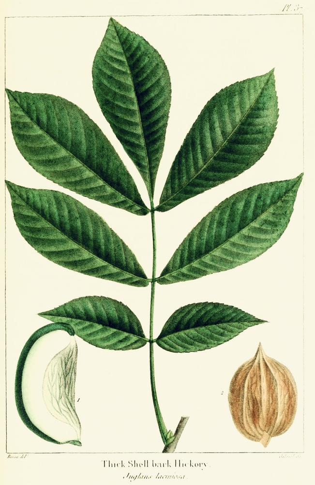 Photo of the documentation of Shellbark Hickory (Carya laciniosa