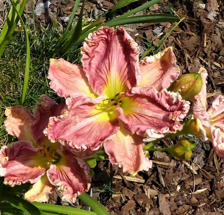Photo of the bloom of Daylily (Hemerocallis 'Embellished Pink') posted