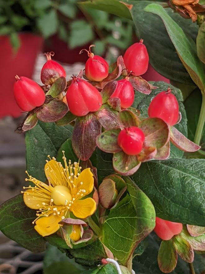 Tall Tutsan (Hypericum x inodorum Magical® Red Fame) - Garden.org