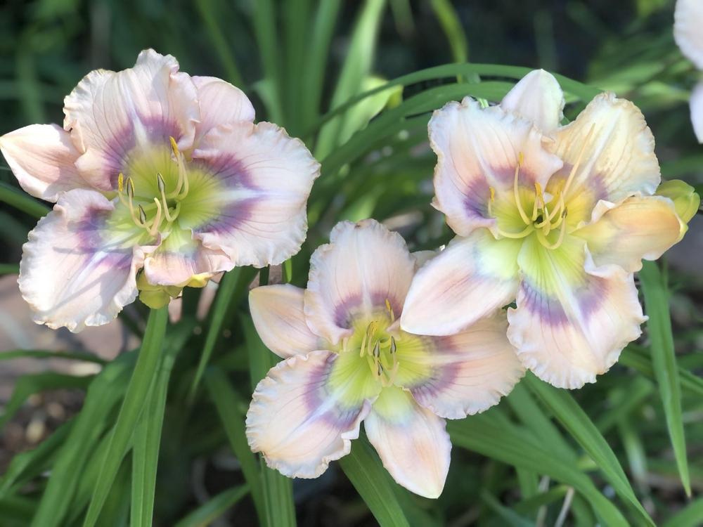 Photo of the bloom of Daylily (Hemerocallis 'Energy Ribbon') posted by