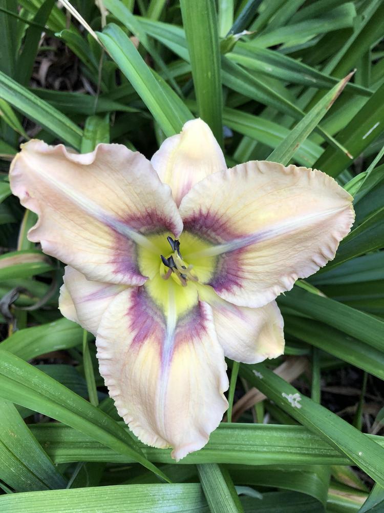 Photo of the bloom of Daylily (Hemerocallis 'Energy Ribbon') posted by