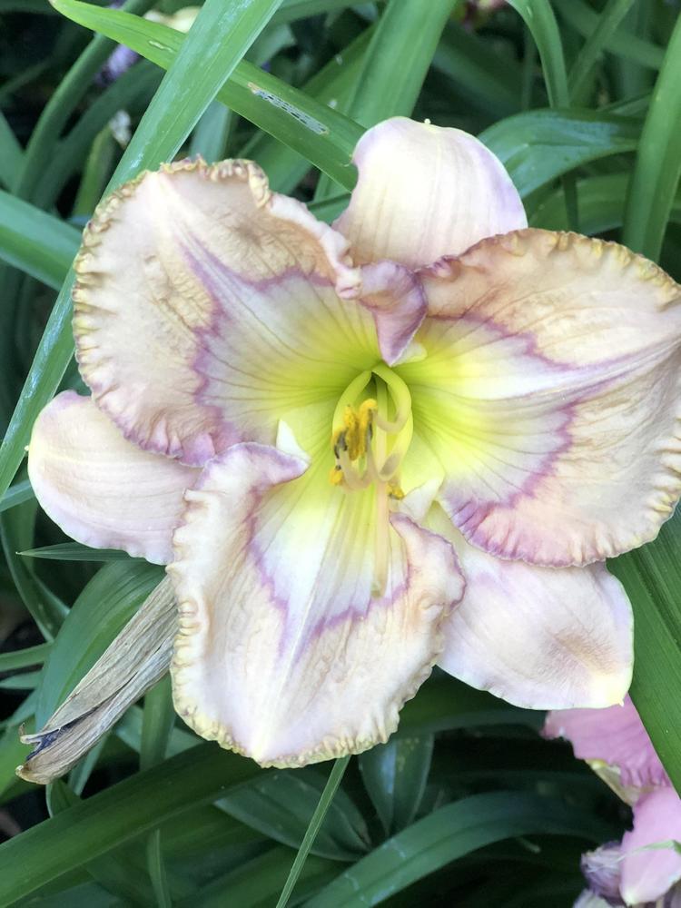 Photo of the bloom of Daylily (Hemerocallis 'Energy Ribbon') posted by