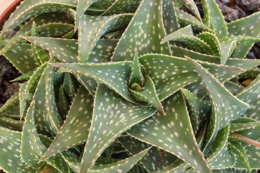 Photo of the entire plant of Aloe 'Winter Sky' posted by Baja_Costero