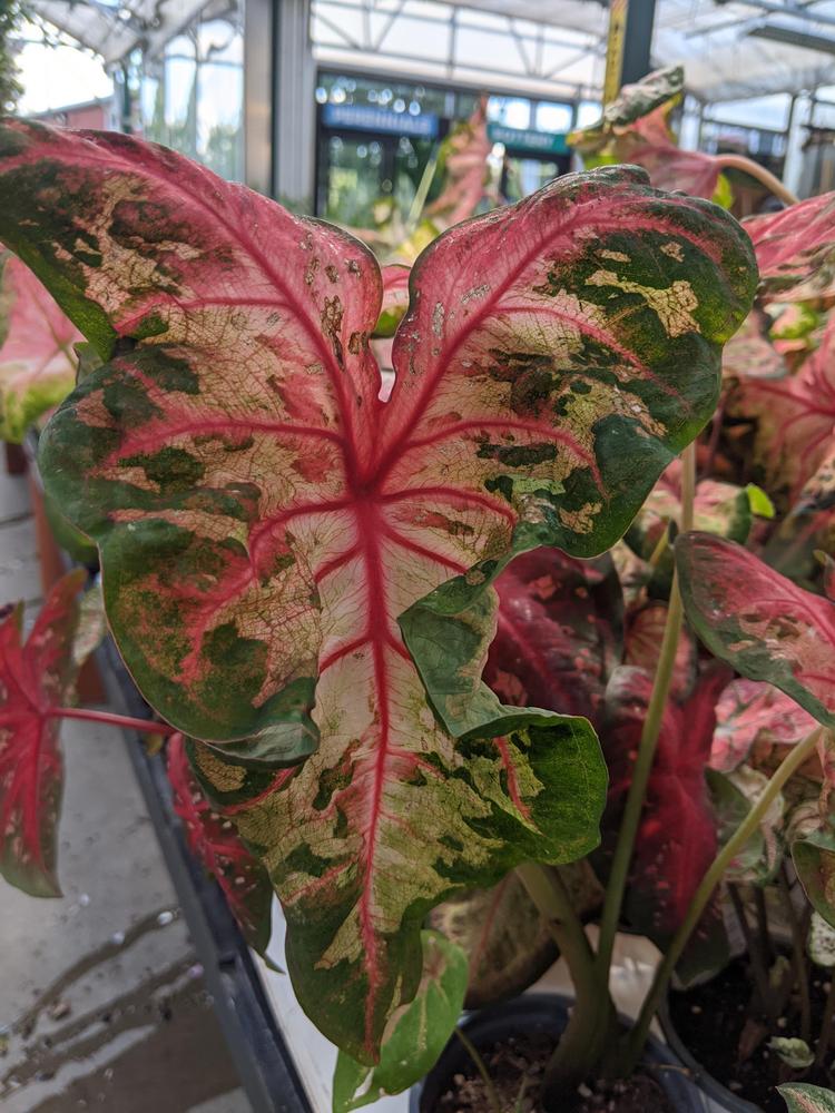 Photo of the leaves of Caladium Heart to Heart™ Clowning Around posted