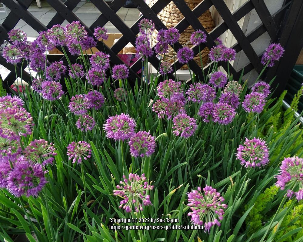 Photo of the entire plant of Ornamental Onion (Allium 'Lavender Bubbles