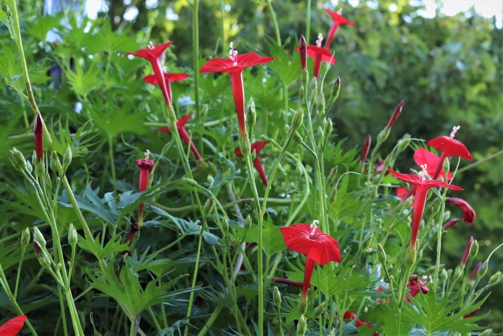 Cardinal Climber (Ipomoea x multifida) in the Morning Glories Database