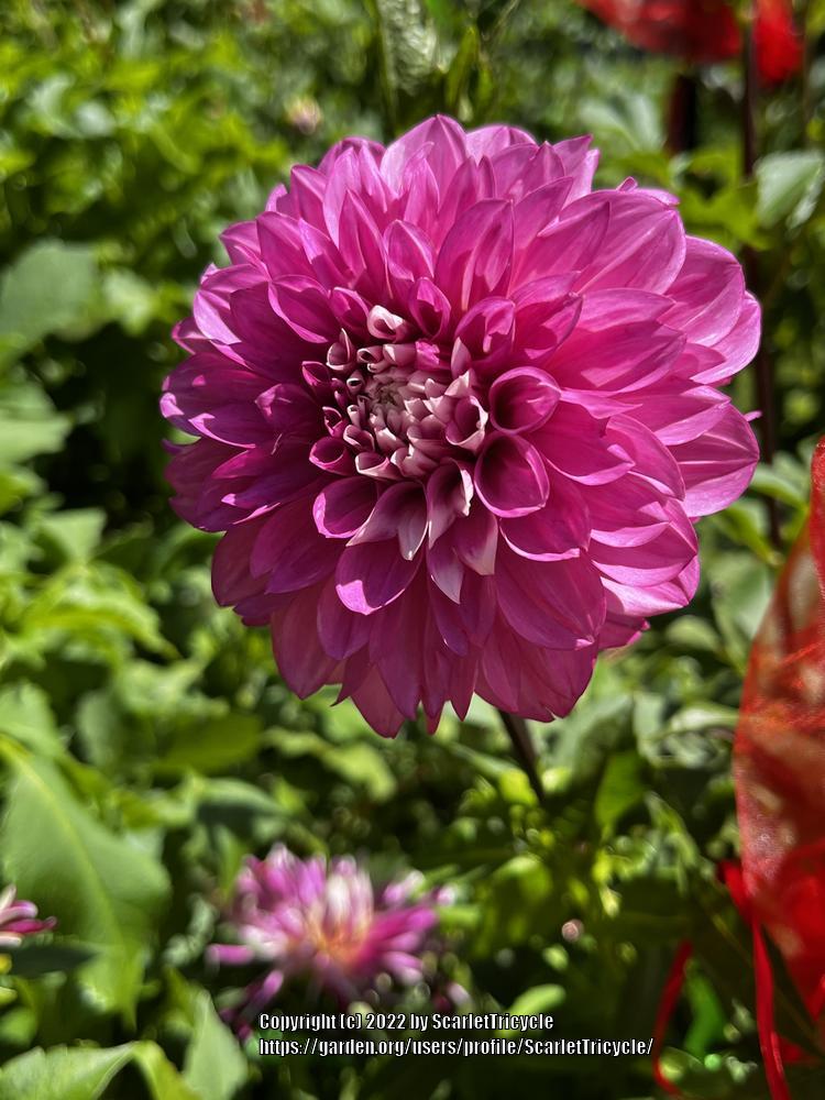Photo of the bloom of Dahlia 'Amelia Bedelia' posted by ScarletTricycle