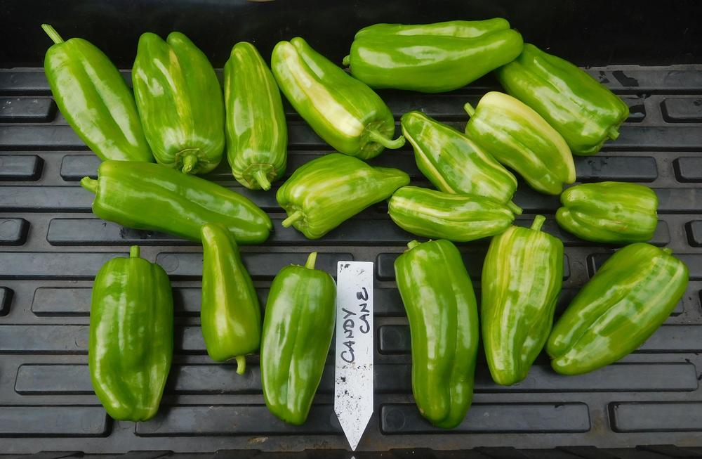 Photo of the fruit of Pepper (Capsicum 'Candy Cane Red') posted by