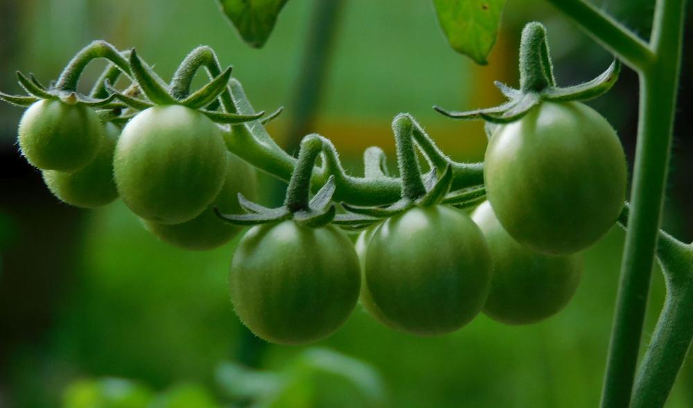 Photo of the fruit of Tomato (Solanum lycopersicum 'Candyland Red