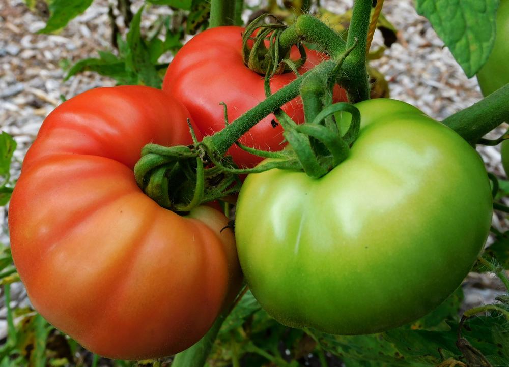 Tomato (Solanum lycopersicum 'Early Wonder') in the Tomatoes Database ...