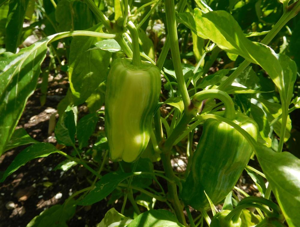 Photo of the fruit of Pepper (Capsicum 'Candy Cane Red') posted by