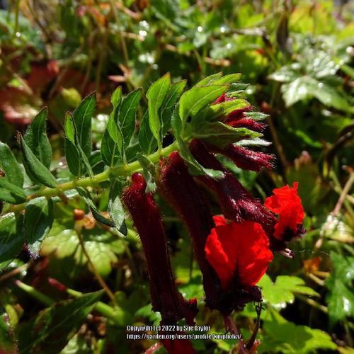 Giant Bat Face Cuphea (Cuphea llavea 'Torpedo')
