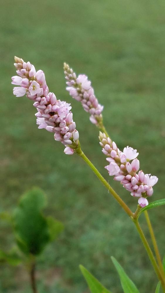 Pennsylvania smartweed? in the Plant ID forum