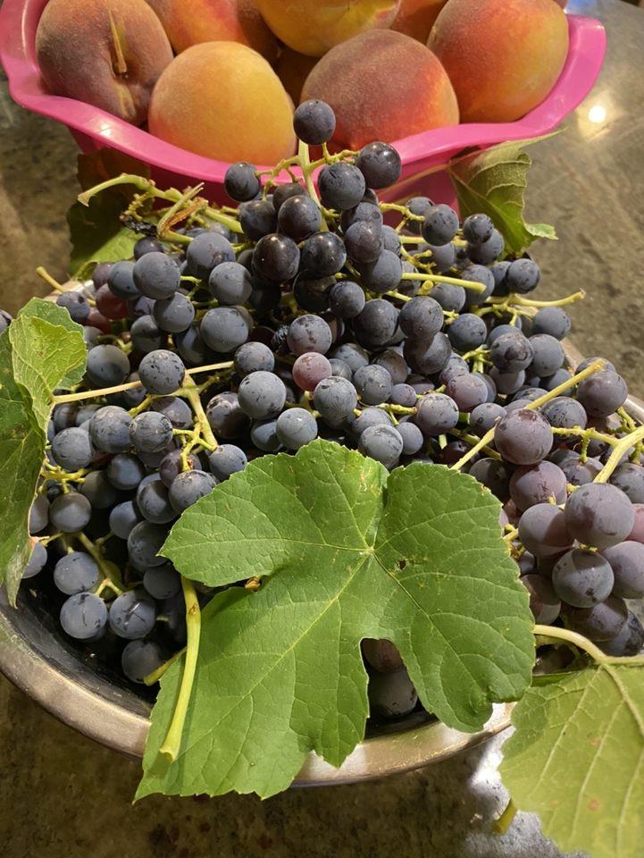Fox Grape (Vitis labrusca 'Glenora') in the Grapes Database