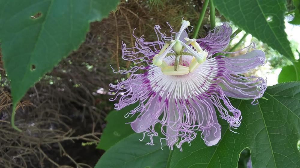 Are all passiflora fruit edible? in the Vines and Climbers forum