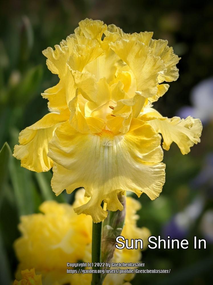 Photo of the bloom of Tall Bearded Iris (Iris 'Sun Shine In') posted by