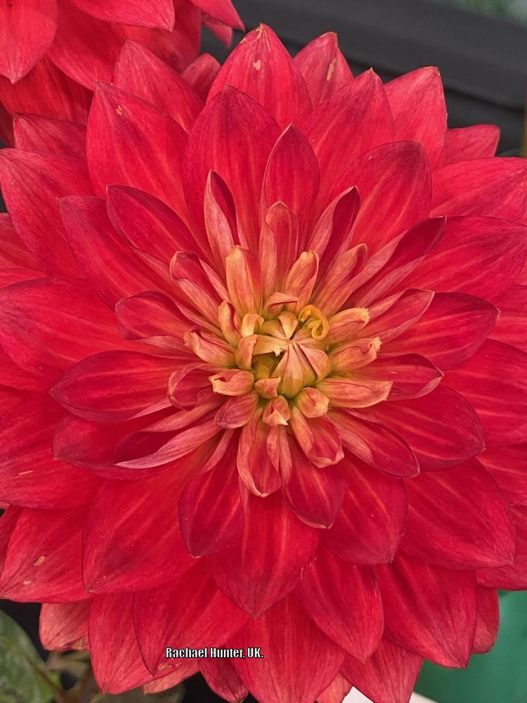 Photo of the bloom of Dahlia ‘Taratahi Ruby’ posted by RachaelHunter