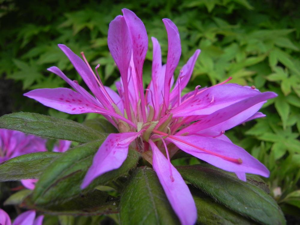 Photo of the bloom of Azalea (Rhododendron 'Nuccio's Purple Dragon
