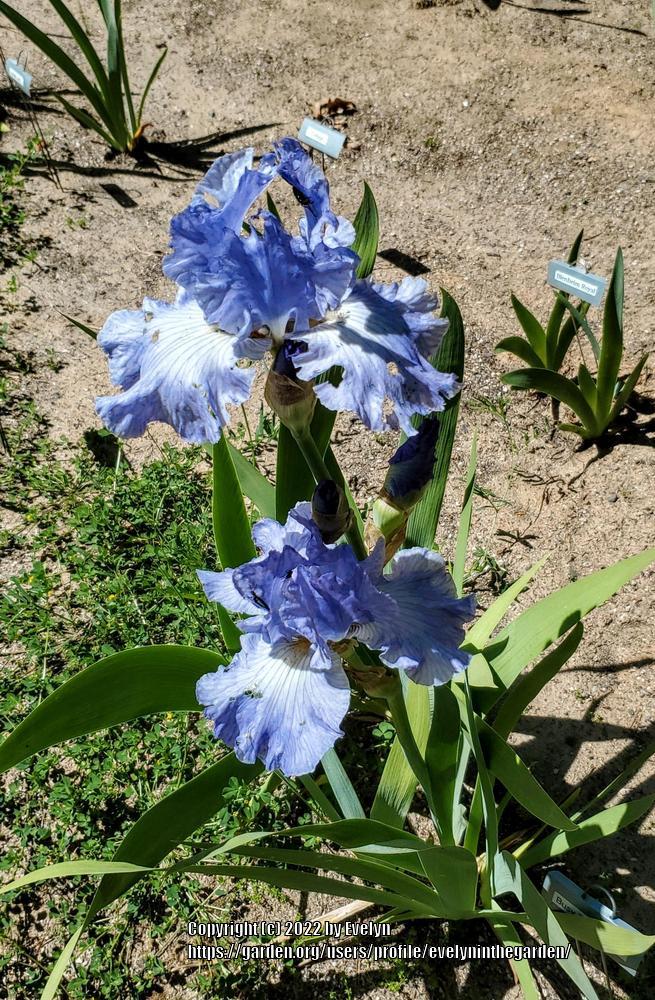 Photo of the bloom of Tall Bearded Iris (Iris 'Busy Being Blue') posted