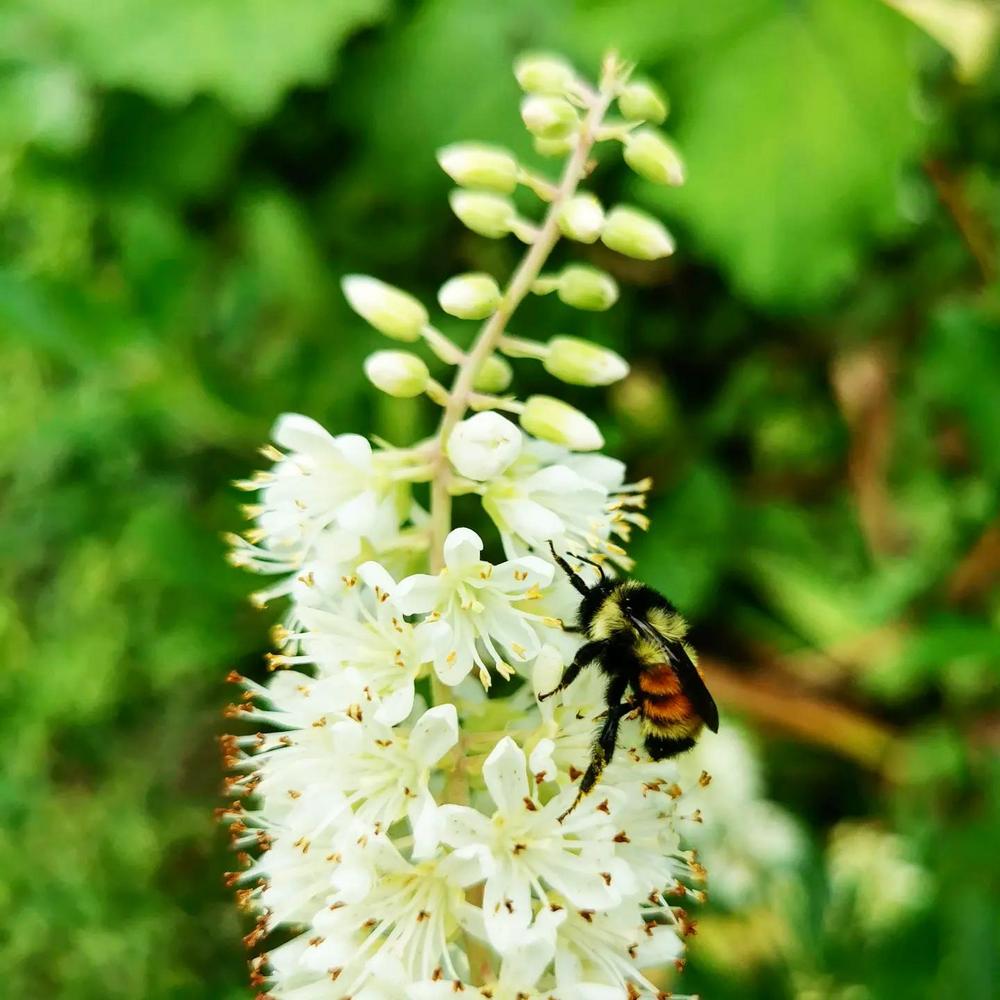Photo of the bloom of Sweet Pepperbush (Clethra alnifolia Vanilla Spice