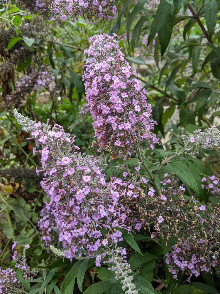 Butterfly Bush (Buddleja 'Grand Cascade') in the Butterfly Bushes