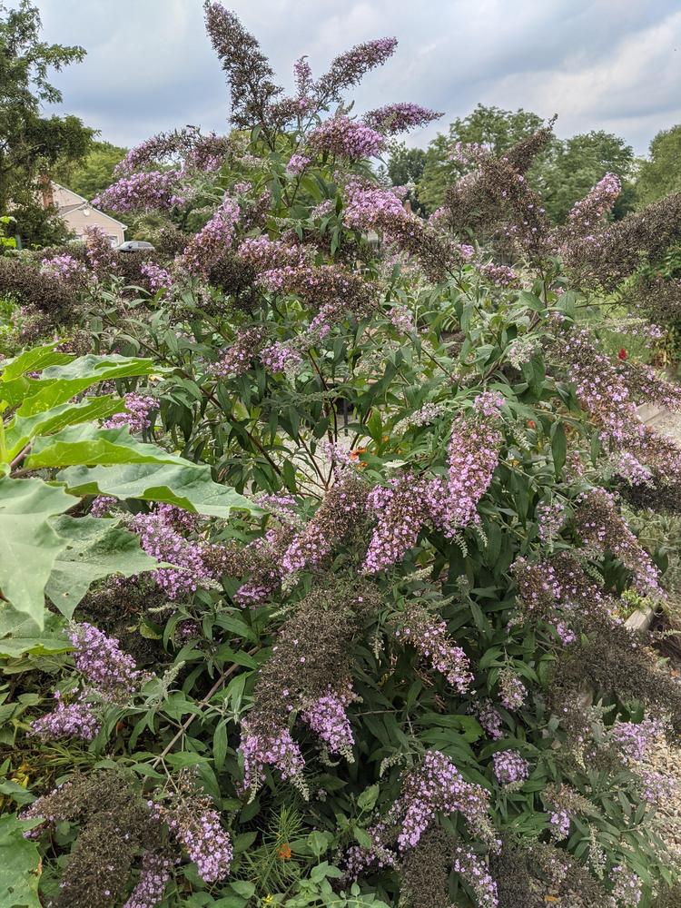 Photo of the entire plant of Butterfly Bush (Buddleja 'Grand Cascade