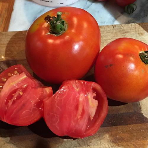Tomato (Solanum lycopersicum 'Better Boy') in the Tomatoes Database