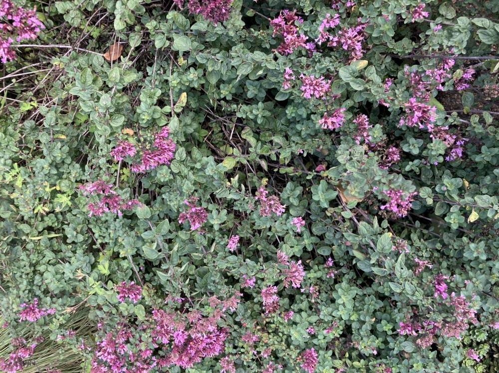 Photo of the entire plant of Marjoram (Origanum 'Rosenkuppel') posted ... Photo of the entire plant of Marjoram (Origanum 'Rosenkuppel') posted ...
