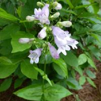 penstemon