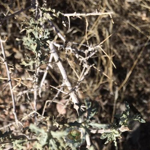 White Bursage (Ambrosia dumosa)