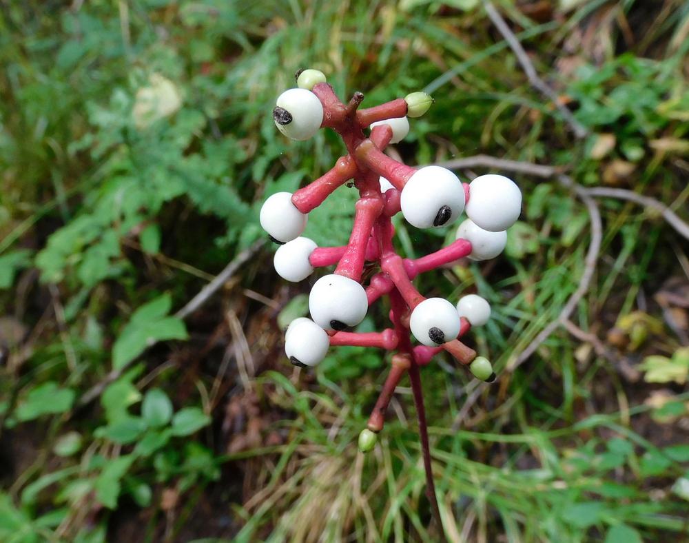Photo of the fruit of Doll's Eyes (Actaea pachypoda) posted by